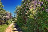 Lilac Lane_16399